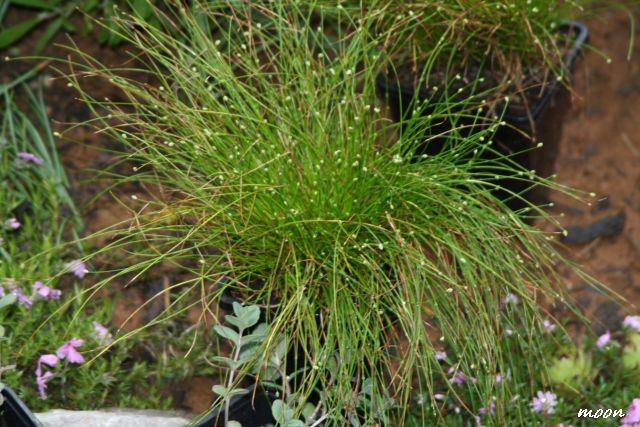 Isolepis cernua